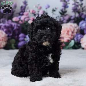Rufus, Miniature Poodle Puppy